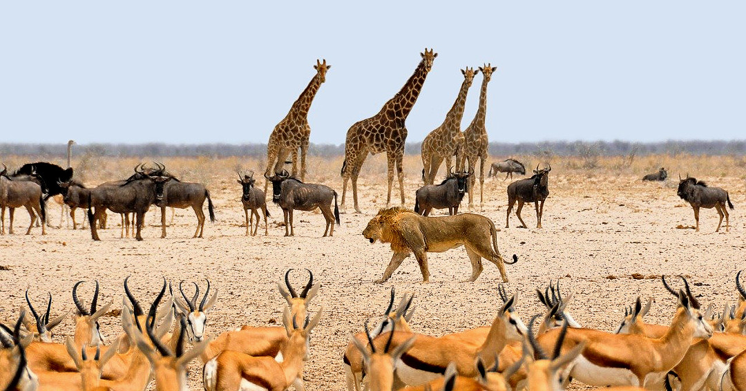 CapricornTours's tweet photo. Follow us on Instagram 😀👍
#capricorntours
https://t.co/b1TfFjY7CQ

A photo tells a thousand words but book a tailor-made tour with us and experience this and many other memorable encounters face-to-face. https://t.co/gwP72ipcZ8
