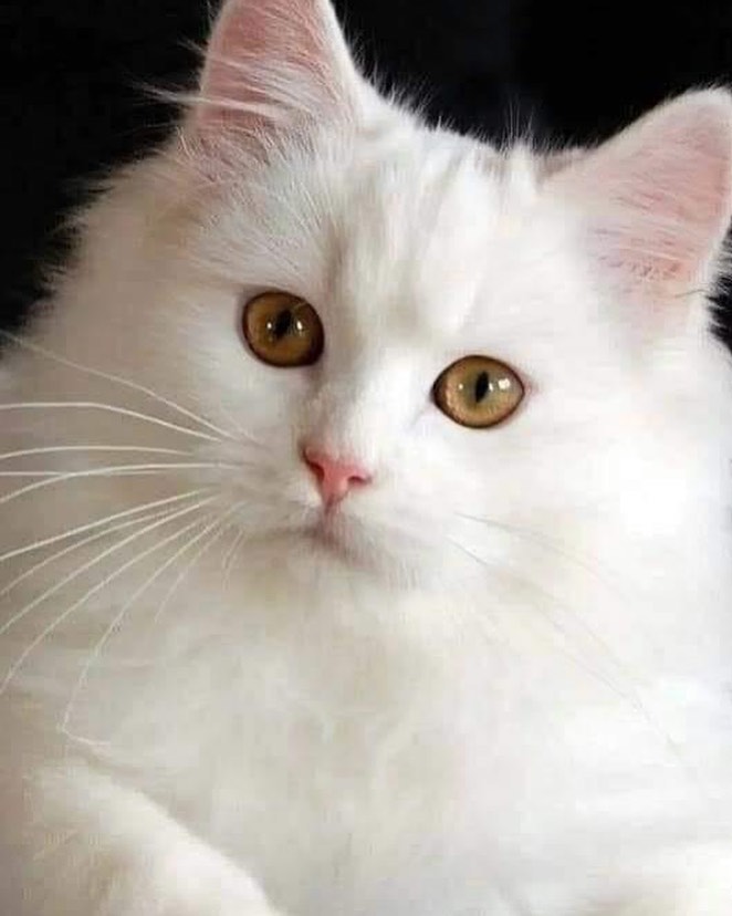 🌿khalidaajzi🌿#AajziGain🌿 (@khalidaajzi) on Twitter photo @RosanaFava @crescentegus <a href="/trinivianaok/">TRINI 》》》☆Peace ☮ Love☆Founder #TeamDollNature</a> <a href="/__TimeTotime/">TRINI 130K》Peace ☮ Love Founder of #Teamdollnature</a> <a href="/marzella007/">Otra vez yo..Miri 💟</a> <a href="/YNHallak/">Dr. Yaacoub Hallak</a> <a href="/Lola_lolita06/">🧚♀️💖LolaLolita 💖🧚♀️</a> <a href="/_theglad/">The Glad #TEAMDOLLNATURE</a> <a href="/shah_aajiz/">🌾SHAH AAJIZ🌾#AajziGain 🌾</a> <a href="/_Hermosa_V/">~🌸 Vivian 🌸~</a> <a href="/vianagains/">☮ PEACE & LOVE ☮ #TeamDollNature</a> ╦╦║╦╗
║║║║╝ #TeamDollNature 🐇
╚╝╩╩╬ #Tmlily 🍃 #TeamDoll #AajziGain
Love💖
🐇》@crescentegus
🍃》<a href="/trinivianaok/">TRINI 》》》☆Peace ☮ Love☆Founder #TeamDollNature</a>
🐇》@__timetotime
🍃》<a href="/marzella007/">Otra vez yo..Miri 💟</a>
🐇》<a href="/YNHallak/">Dr. Yaacoub Hallak</a>
🍃》<a href="/Lola_lolita06/">🧚♀️💖LolaLolita 💖🧚♀️</a>
🐇》<a href="/_theglad/">The Glad #TEAMDOLLNATURE</a>
🍃》<a href="/khalidaajzi/">🌿khalidaajzi🌿#AajziGain🌿</a>
🐇》<a href="/shah_aajiz/">🌾SHAH AAJIZ🌾#AajziGain 🌾</a>
🍃》<a href="/_Hermosa_V/">~🌸 Vivian 🌸~</a>
🐇》<a href="/vianagains/">☮ PEACE & LOVE ☮ #TeamDollNature</a> @RosanaFava @crescentegus <a href="/trinivianaok/">TRINI 》》》☆Peace ☮ Love☆Founder #TeamDollNature</a> <a href="/__TimeTotime/">TRINI 130K》Peace ☮ Love Founder of #Teamdollnature</a> <a href="/marzella007/">Otra vez yo..Miri 💟</a> <a href="/YNHallak/">Dr. Yaacoub Hallak</a> <a href="/Lola_lolita06/">🧚♀️💖LolaLolita 💖🧚♀️</a> <a href="/_theglad/">The Glad #TEAMDOLLNATURE</a> <a href="/shah_aajiz/">🌾SHAH AAJIZ🌾#AajziGain 🌾</a> <a href="/_Hermosa_V/">~🌸 Vivian 🌸~</a> <a href="/vianagains/">☮ PEACE & LOVE ☮ #TeamDollNature</a> ╦╦║╦╗
║║║║╝ #TeamDollNature 🐇
╚╝╩╩╬ #Tmlily 🍃 #TeamDoll #AajziGain
Love💖
🐇》@crescentegus
🍃》<a href="/trinivianaok/">TRINI 》》》☆Peace ☮ Love☆Founder #TeamDollNature</a>
🐇》@__timetotime
🍃》<a href="/marzella007/">Otra vez yo..Miri 💟</a>
🐇》<a href="/YNHallak/">Dr. Yaacoub Hallak</a>
🍃》<a href="/Lola_lolita06/">🧚♀️💖LolaLolita 💖🧚♀️</a>
🐇》<a href="/_theglad/">The Glad #TEAMDOLLNATURE</a>
🍃》<a href="/khalidaajzi/">🌿khalidaajzi🌿#AajziGain🌿</a>
🐇》<a href="/shah_aajiz/">🌾SHAH AAJIZ🌾#AajziGain 🌾</a>
🍃》<a href="/_Hermosa_V/">~🌸 Vivian 🌸~</a>
🐇》<a href="/vianagains/">☮ PEACE & LOVE ☮ #TeamDollNature</a>