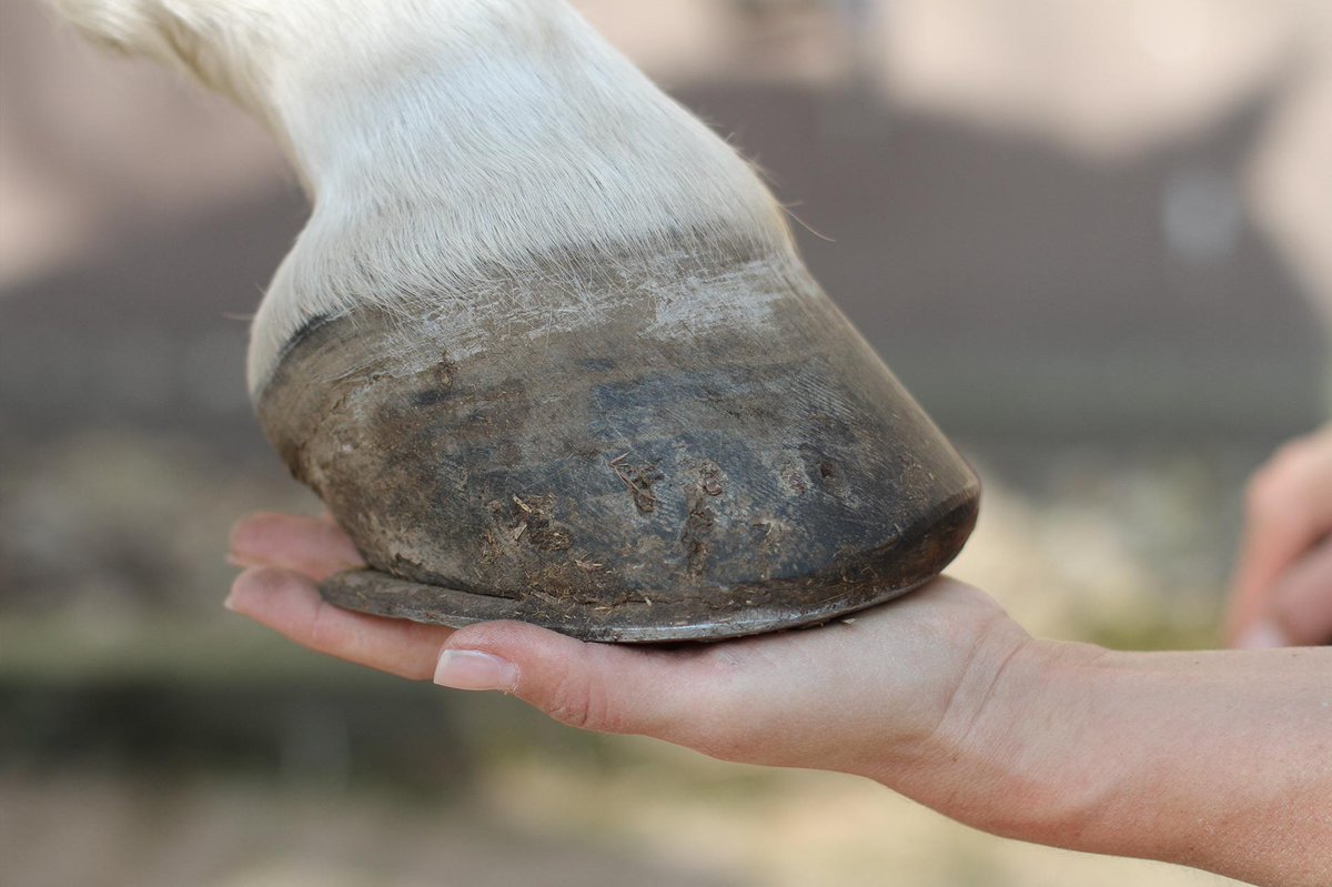 leaderkeys_rh's tweet photo. 👉🏼LEADERKEYS : les clés de l’épanouissement professionnel!🗝
📌Le partenaire de votre performance professionnel!👩‍💼
📌Équicoaching : un accompagnement basé sur les sens &amp; l’émotion !🐎
🤳Plus sur https://t.co/jvBxFKBq5U
#LeaderKeys #ConsultingRH #Restezchezvous https://t.co/1MLkMWEdeC