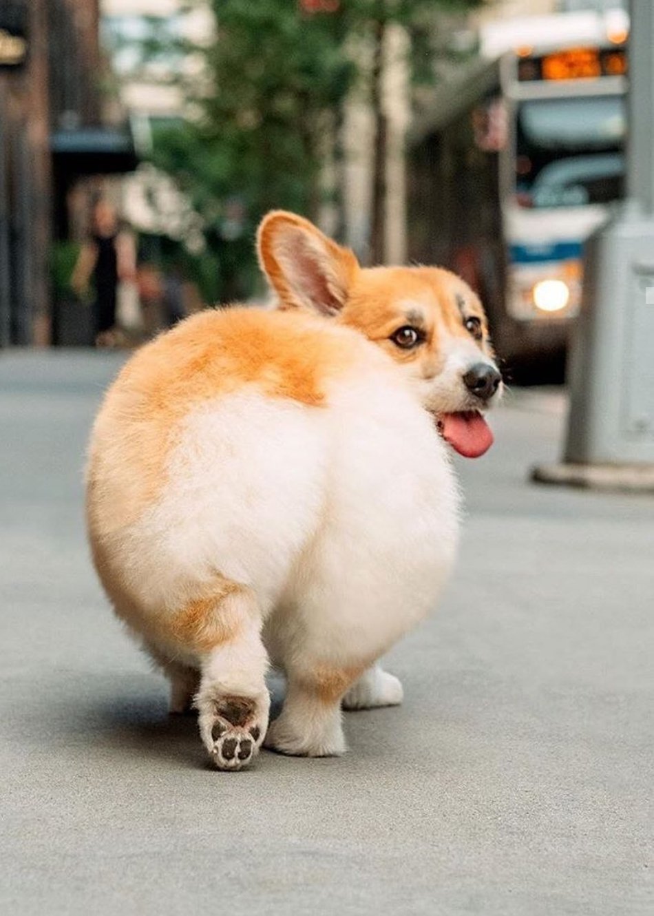 Twitter 上的 可愛いわんさん 相互 世界一かわいいおちり 実は肉球がかわいすぎる写真 犬好きな人と繋がりたい ペット いぬ 犬 犬しか勝たん おしり 可愛い T Co Vq7xqamn3i Twitter