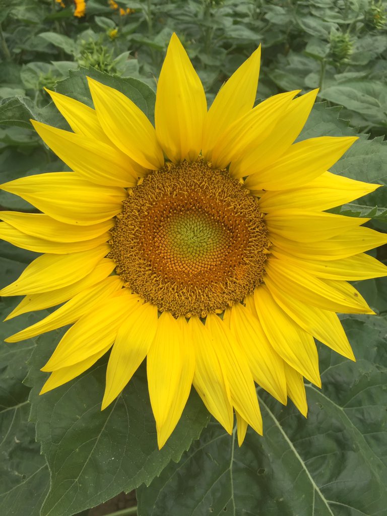 Formation <a href="/asfis/">ASFIS</a> #tournesol #semences #caractères distinctifs