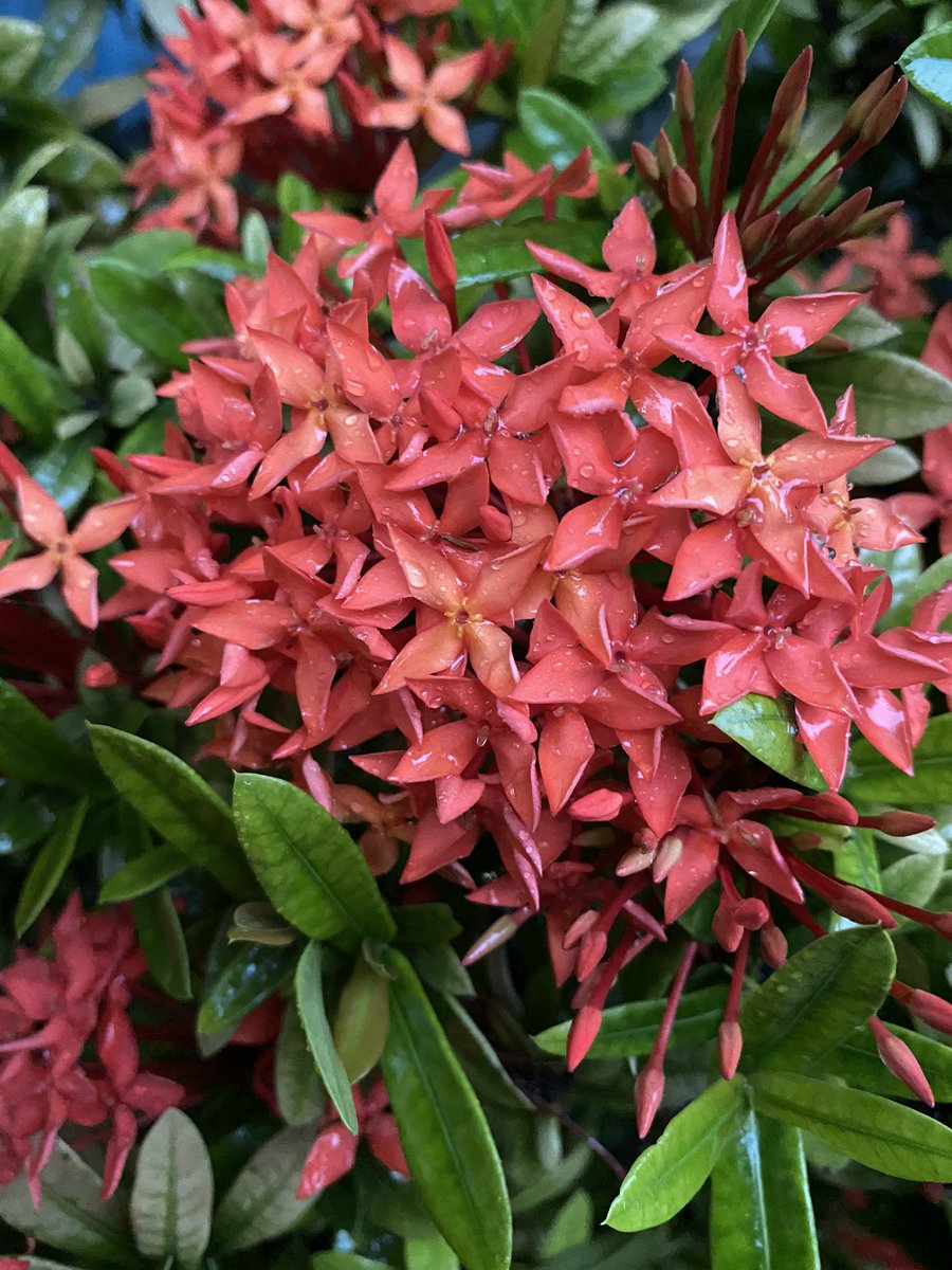 魔法使いサリー 雨 です サンタンカの花が増えてます 沖縄ではサンダンカ 三大名花 花言葉 熱き思い 年に3回咲くので 張り切る サンタンカ 花好き 今日も1日お疲れ様です ごゆるりと