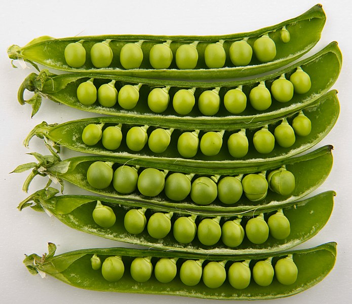 A variation involved stealing anything - a pea or bean is given as an example - and rubbing it on the wart. The stolen item should then be thrown over the sufferer's left shoulder before being buried. Very importantly, tell no one after the fact! (Image: Bill Ebbesen)