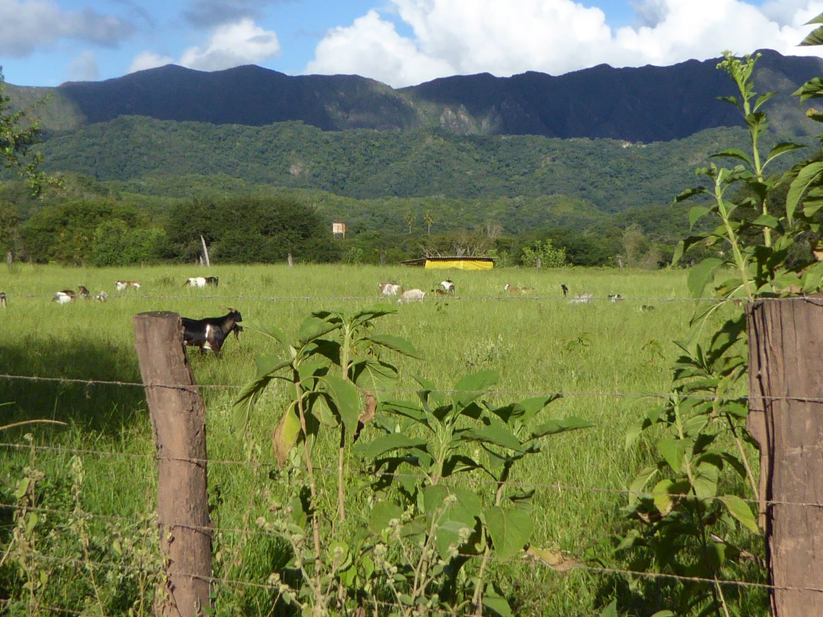 Our new paper looks at a whole range of self-reported outcomes (such as changes in farming) to explore what was & wasn’t changing after 5 years which might be expected to result in impacts longer term. The story is quite complex but informative 9/14 https://conbio.onlinelibrary.wiley.com/doi/full/10.1111/cobi.13508