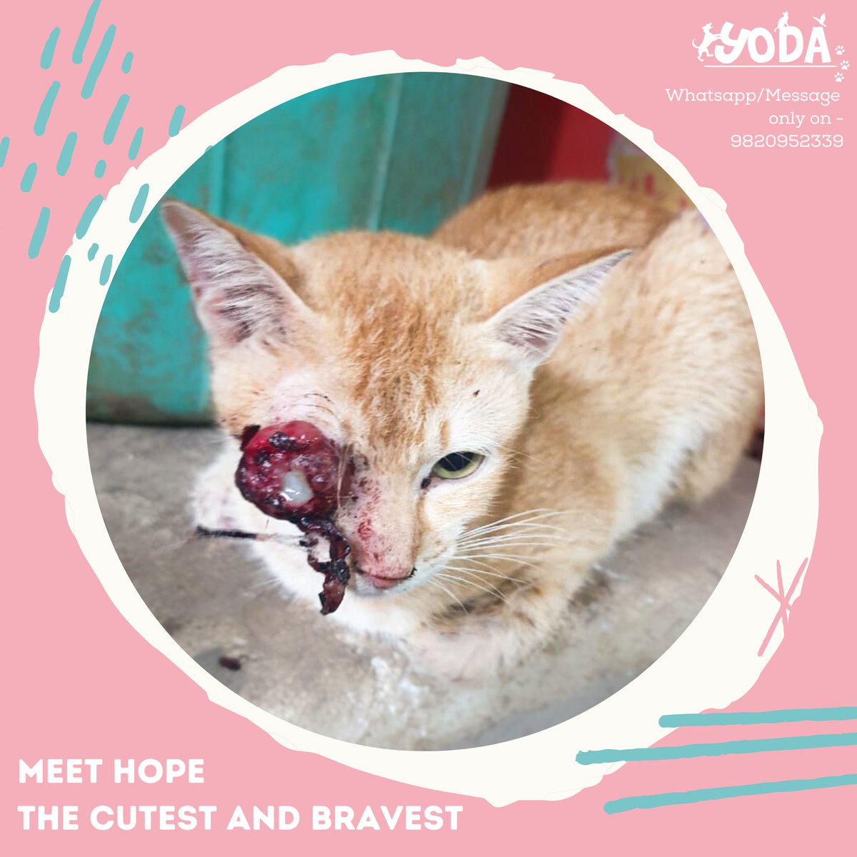 Yodamumbai2's tweet photo. This is Hope, she was badly injured in Malad, she is currently under our care and needs all the love and support she can get. We have successfully completed her eye surgery and she is recovering well.

#donate #yodamumbai #adoptdontshop #rescue #cat https://t.co/tJvNgfPy6O