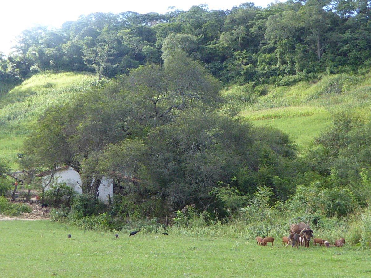 Our new paper looks at a whole range of self-reported outcomes (such as changes in farming) to explore what was & wasn’t changing after 5 years which might be expected to result in impacts longer term. The story is quite complex but informative 9/14 https://conbio.onlinelibrary.wiley.com/doi/full/10.1111/cobi.13508