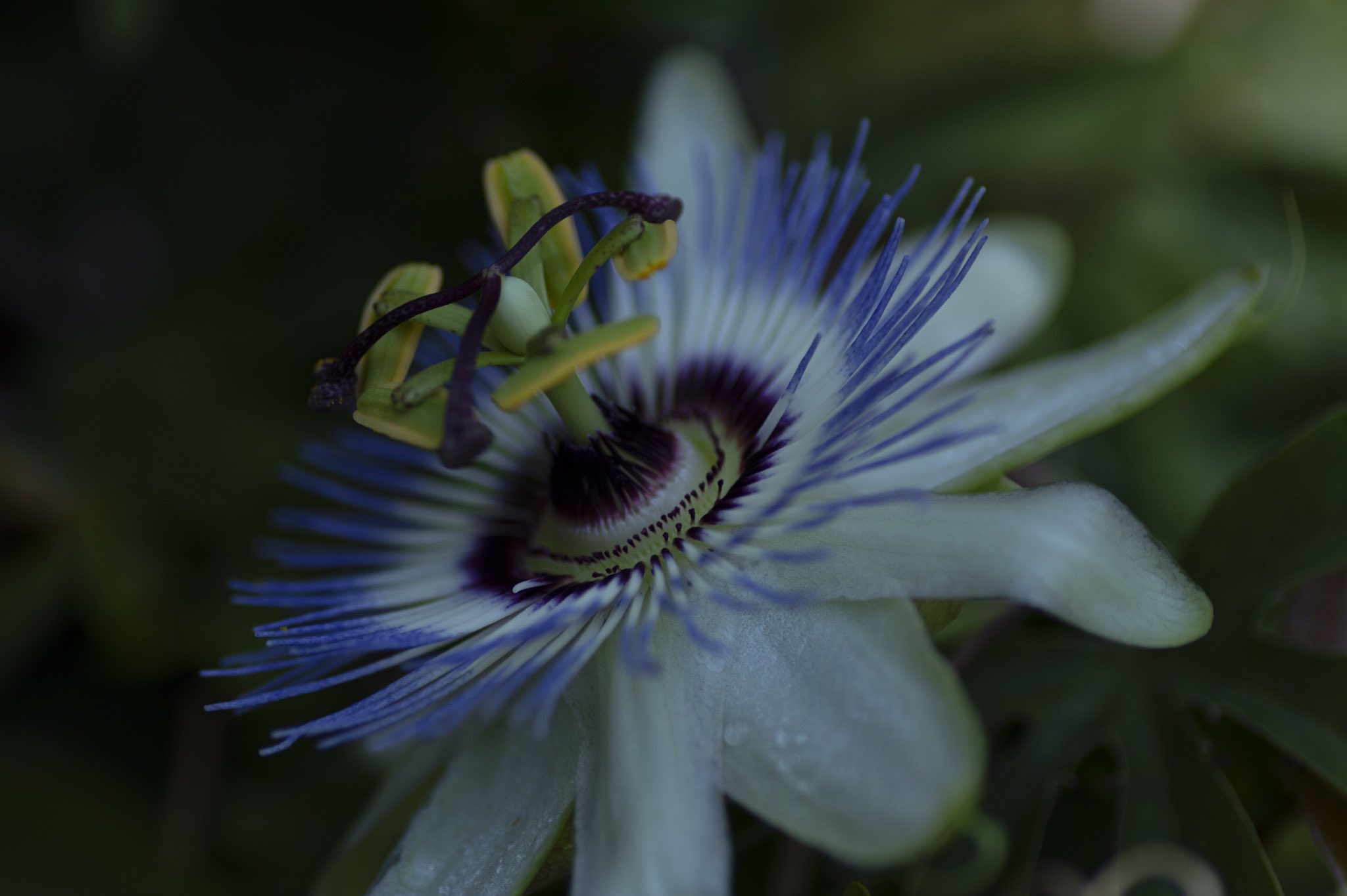 はな言葉 葉菜桜花子 新刊発売 Twitterissa 日陰に咲いてたトケイソウさん T Co Ltnu1vihc2 Twitter