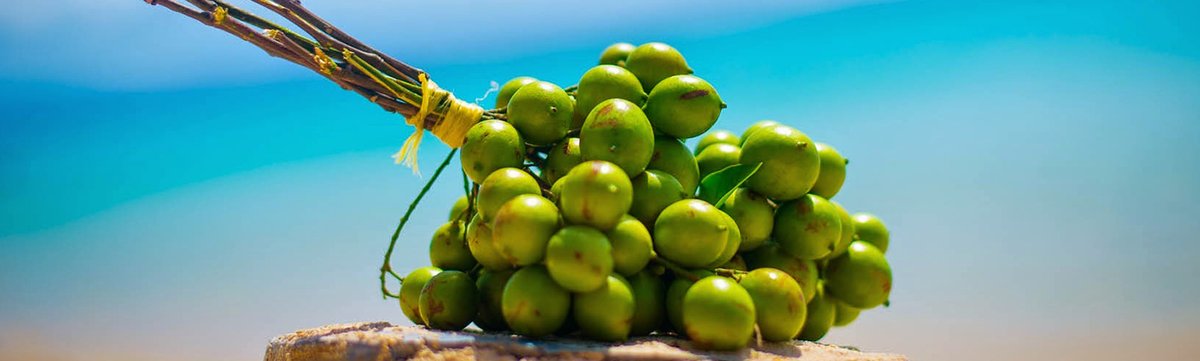 Mlle_MMA's tweet image. Et souvent, en Juillet, le bonheur c'est tout simplement de pouvoir savourer une grappe de quenettes!

#LeSaviezVous Il parait même que les quenettes aident à lutter contre l’insomnie, améliorent le transit et la fonction cérébrale.

📸 @HappyAricique  #Guadeloupe #IlesGuadeloupe