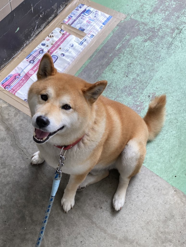 柴犬4コマ漫画 世界の終わりに柴犬と の作者 石原雄先生が柴犬ハルさんに全力で轢かれていた ボウリングのピンのごとく見事に跳ねられました Togetter 柴犬4コマ漫画 世界の終わりに柴犬と の作者 石原雄先生が柴犬ハルさんに全力で轢かれていた ボウリングのピンのごとく見事に跳ねられました Togetter