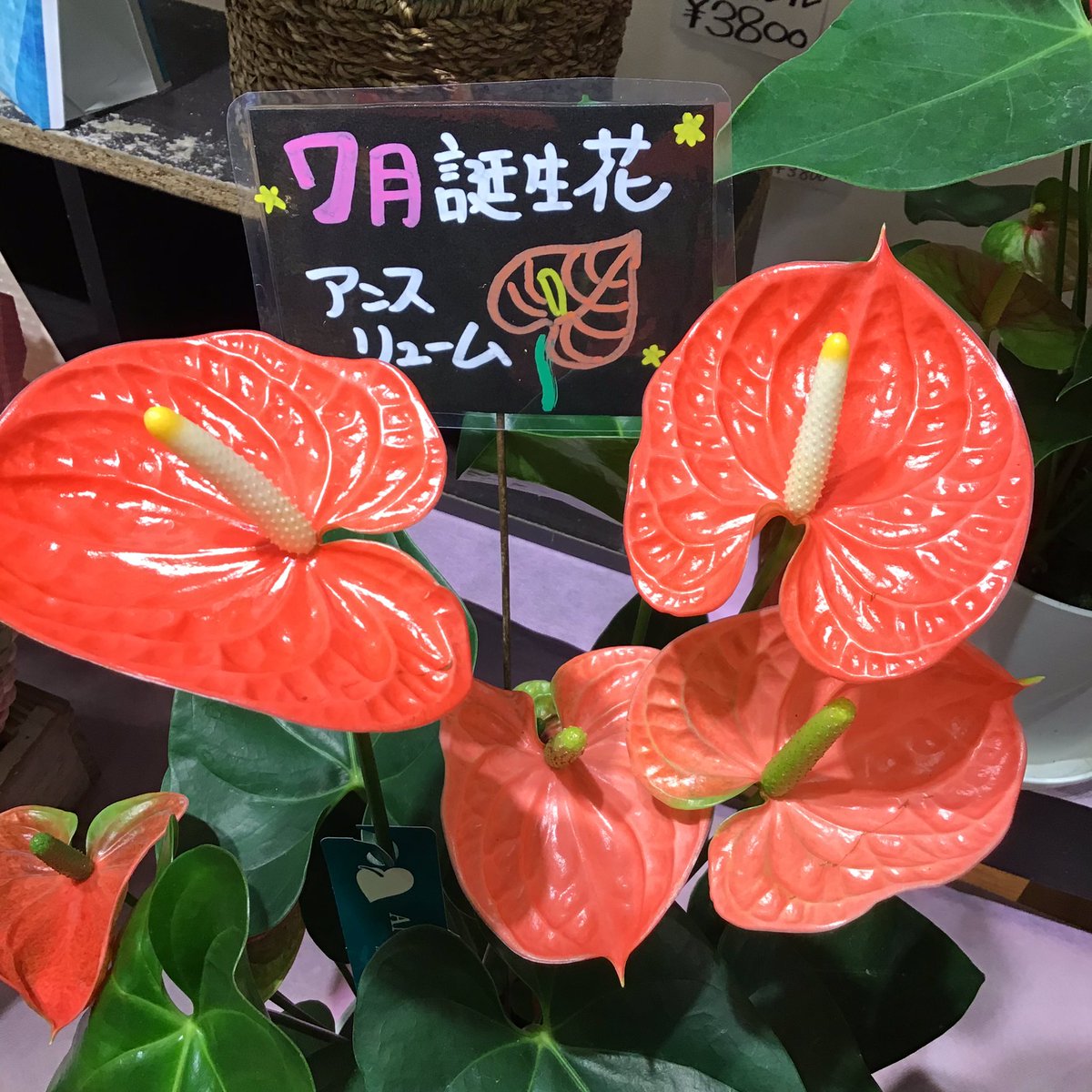 こんにちは☺︎

今月の誕生花が入荷いたしました！！
トルコキキョウ・アンスリューム

季節のお花をギフトでいかがでしょうか？