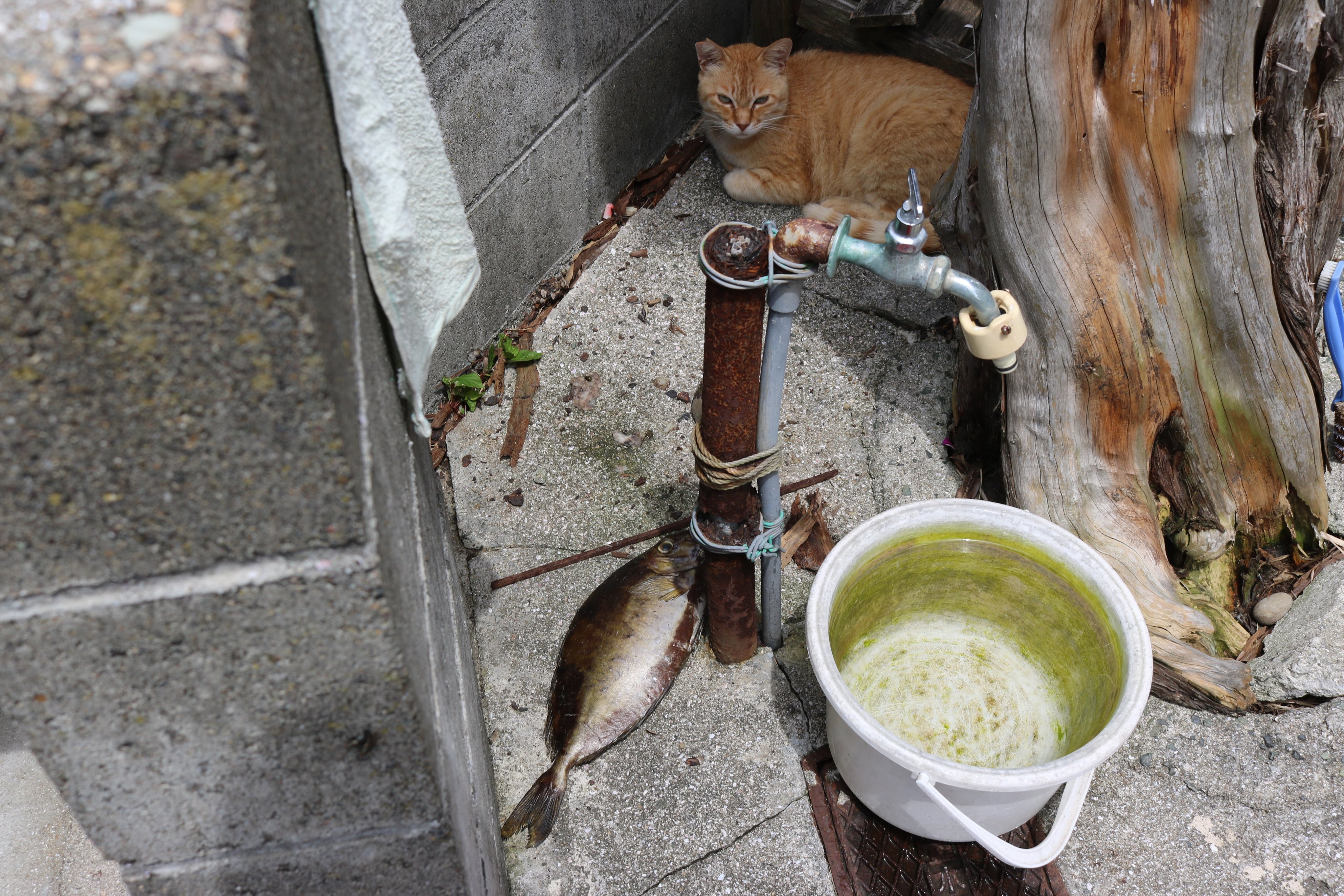 猫の島 青島 No Twitter 水タンクの近くに魚が置かれています この魚は釣り人が猫の為に置いたものです 猫たちは この魚を無視しています この魚は 猫またぎ です 猫もまたぐ不味い魚です このあと 撤去されました 猫またぎ T Co Zeyk5wrwmi