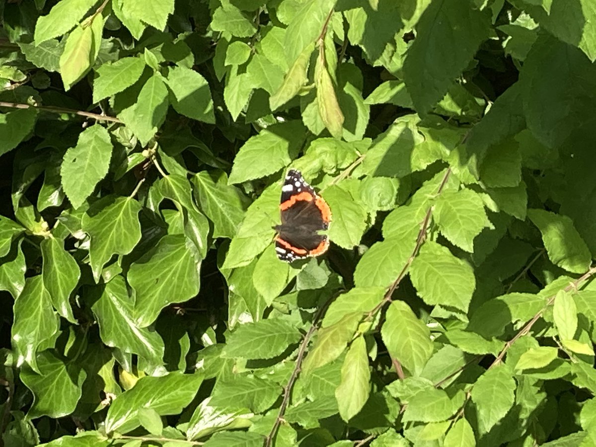 WildAnglia's tweet photo. Mornin all. Happy July to u all 😀 where did spring go! It seems seconds ago we were celebrating the cuckoo, the hawthorns, the damsel flys and dawn chorus it already seems we are heading to autumn 😳. Woofer loved cooler weather we sat and watched a distant otter and barn owl 😀 https://t.co/0f2OYl2R1P