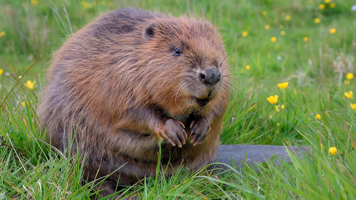 1. In the past few days, we’ve seen a lot of disappointing statements about the natural world. Anger leads to resentment & passivity – but positive visions fuel us all. So here is a magical story of Beavers & Butterflies to get you through a damp Wednesday afternoon.