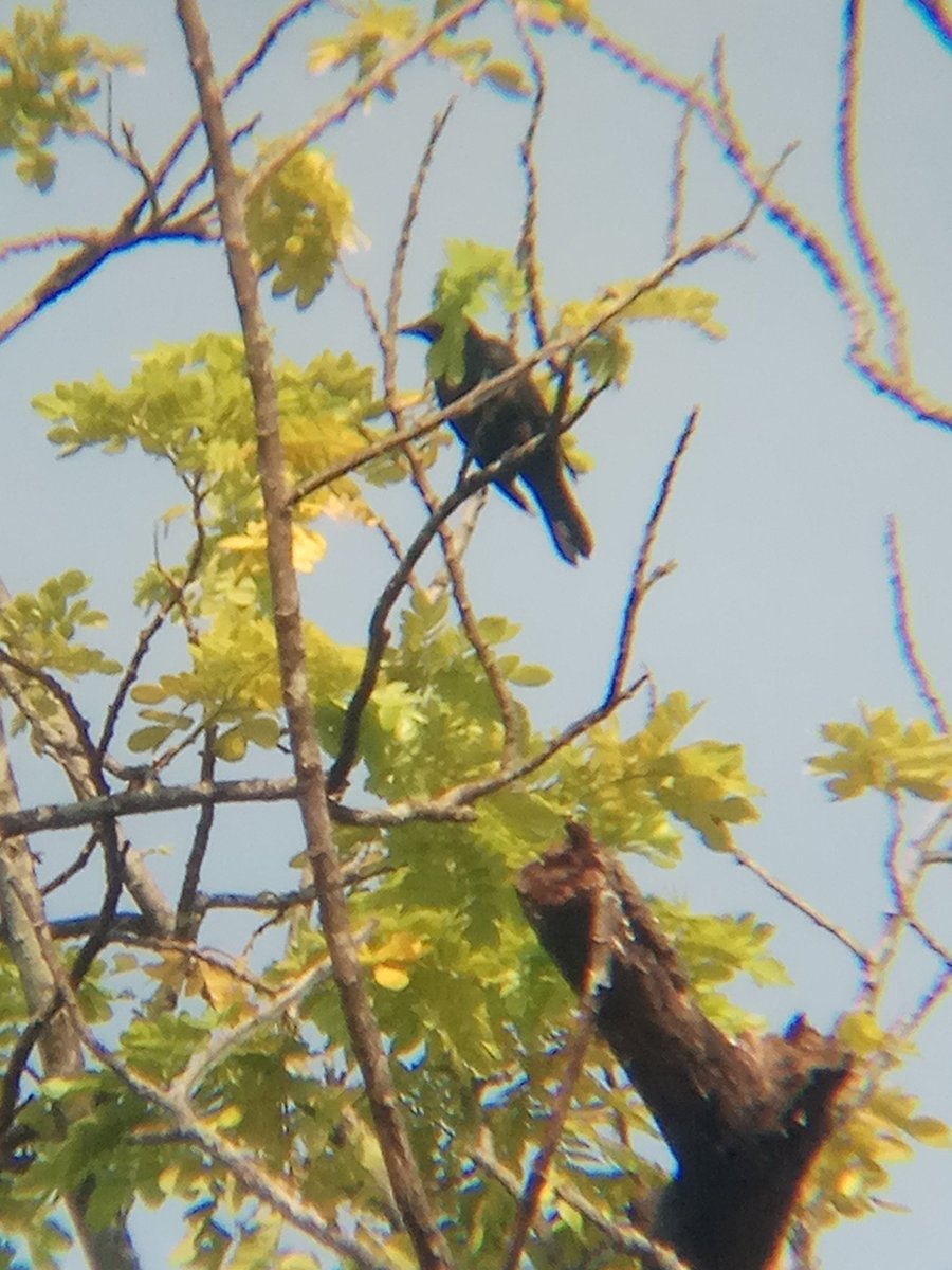 ASIAN GLOSSY STARLING (Aplonis panayensis)One of my favorite birds to see up close. It's striking red eyes and glossy feathers is just fascinating. These birds tends to flock in a huge number, so spotting one of these is an icing on the cake. Captured at Taman Rimba Kiara