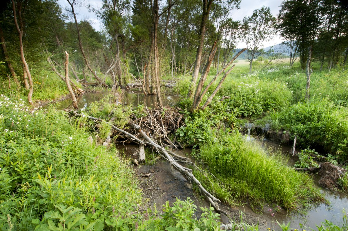 3. As once impatient river waters clashed in frustration against the twiggy fortresses of beaver dams, new outcomes were born. Water became a film on the land; sinking slowly into the soil. Wetland meadows formed beside our rivers. Shade dwelt beside flower-filled light.