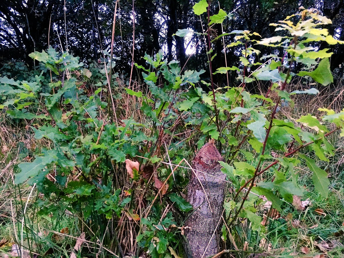 2. Once upon a time, a humble rodent set about making its home in a different way to its peers. Hewing waterside trees from the safety of the river edge (so it could avoid being snacked on by hungry wolves or bears), beavers evolved to become nature’s best hydraulic engineers.