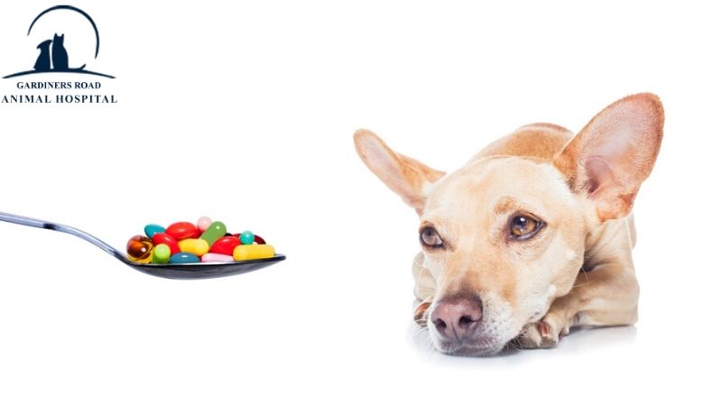 grahkingston1's tweet image. Pharmacy Service: All you need to know about our best Pharmacy Services
For Details: rb.gy/53ucxz

For Inquiries:
grahkingston.com

#VetClinicsKingston #VeterinaryService #EmergencyVetKingston #SurgeryandAnesthesiaServices #PharmacyServices