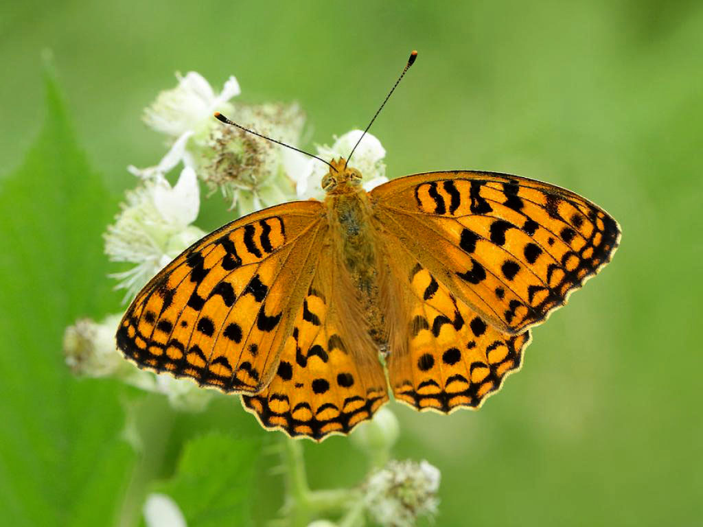 10. The high brown fritillary whizzes over woodland clearings, feeding in sunlit glades but laying its eggs on dog violets, which need moist soils to thrive. At great expense, we can create this habitat. A drying beaver pond restores this habitat for free.