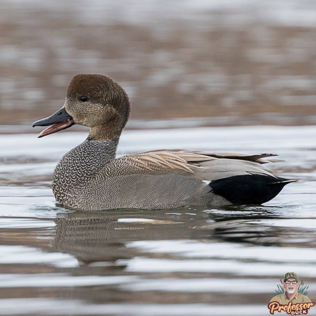 Waterfowl Wednesday | Gadwall Groovin'

Drake Gadwall, aka “Grey Duck"

🤘 identifying characteristics:

➊ The black rear end, which can be easily observed on the water

➋ A couple white secondaries (speculum) close to the body &amp; visible in flight

#gadwall #puddleduck #duckid