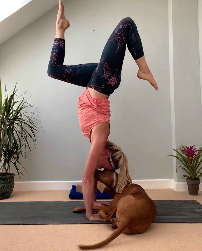 niddvalleyphys's tweet photo. Sometimes you just need a reason not to fall down 😊
〰️
#Doga #Handstand #Yoga https://t.co/FhpeTWErBS