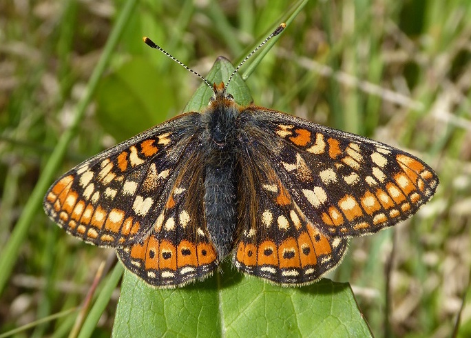 4. Butterflies, modern conservation tells us, require diverse ‘micro-habitats’ to survive. Many ecologists, whose profession is less than 100 years old, tell us that human are best placed to create these outcomes. But beavers have gardened for butterflies for many millennia.