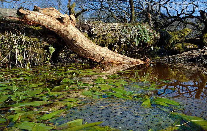 5. The conservation movement is barely a century old. Beavers are older. They have managed meadows in our woodlands, glades, ponds, herbaceous coppice & wetland pasture for millions of years. But it can sometimes be hard to accept that a rodent knows best.