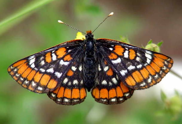 11. In Wisconsin, lepidopterists have found that the Gillette’s Checkerspot, which fills a similar niche to our marsh fritillary, is tied to ‘cyclical habitats’ best formed where beavers are in charge. Americans are a long way ahead of us in some ways. We must listen & learn.