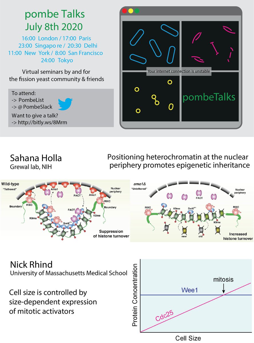 Veneta G (@venetag1) on Twitter photo Next week, 8th July, it's #pombeTalks time once again! Join for our 6th session featuring <a href="/holla_sahana/">Sahana Holla</a> (<a href="/grewalsh/">Shiv Grewal</a> lab, NIH) and Nick Rhind (@UMassMedical ) ! It will be good, we promise :) <a href="/mpswaffer/">Matthew Swaffer</a> <a href="/Dey_Gautam/">Gautam Dey</a> <a href="/ScotchCurran/">Scott Curran</a> <a href="/PombeSlack/">PombeSlack</a> Next week, 8th July, it's #pombeTalks time once again! Join for our 6th session featuring <a href="/holla_sahana/">Sahana Holla</a> (<a href="/grewalsh/">Shiv Grewal</a> lab, NIH) and Nick Rhind (@UMassMedical ) ! It will be good, we promise :) <a href="/mpswaffer/">Matthew Swaffer</a> <a href="/Dey_Gautam/">Gautam Dey</a> <a href="/ScotchCurran/">Scott Curran</a> <a href="/PombeSlack/">PombeSlack</a>