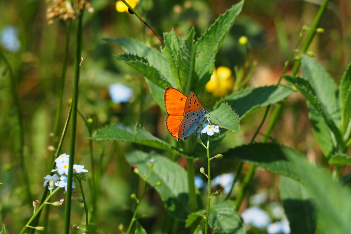 9. Older beaver ponds, slowly overgrowing with herbs, provide coppers with courting grounds. Alluvial soils fuel the growth of daisies, on which coppers spend much of their time feeding. The sunlit depressions of old ponds afford warm lush glades. A butterfly garden is born.