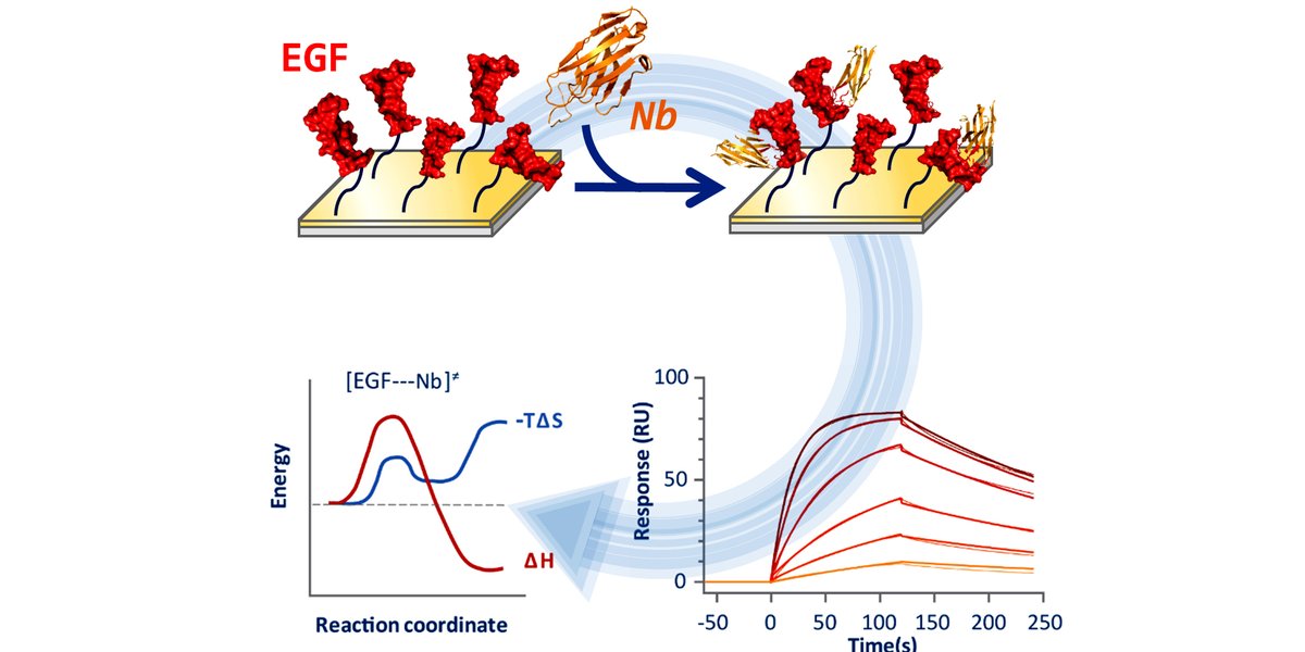 ccitub's tweet image. &quot;Probing the Kinetic and #Thermodynamic Fingerprints of Anti-EGF #Nanobodies by #SurfacePlasmon Resonance&quot; @MDPIOpenAccess
 
By: PhD. M. Taulés, Molecular Interaction Analysis @ccitub, and @QuimicaUB and @IRBBarcelona researchers
Great collaboration!

[+] bit.ly/2VBilqP