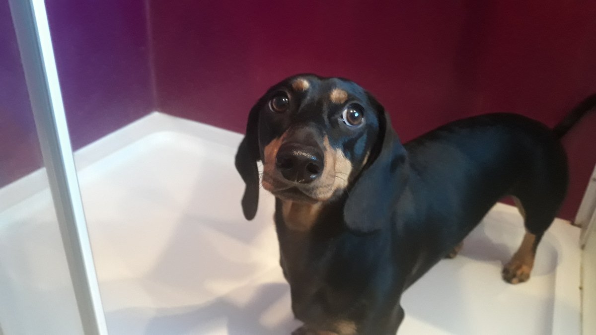 AltroFlooring's tweet photo. #AnimalsofAltro time. Specification Consultant, James Lightly, has involved Fritz in the design of a new bathroom. Here he is choosing his preferred shade of Altro Whiterock Chameleon and posing with the completed project. He’s taken it all very seriously. https://t.co/xslI8kLGDM https://t.co/vOSgOAF4Bu