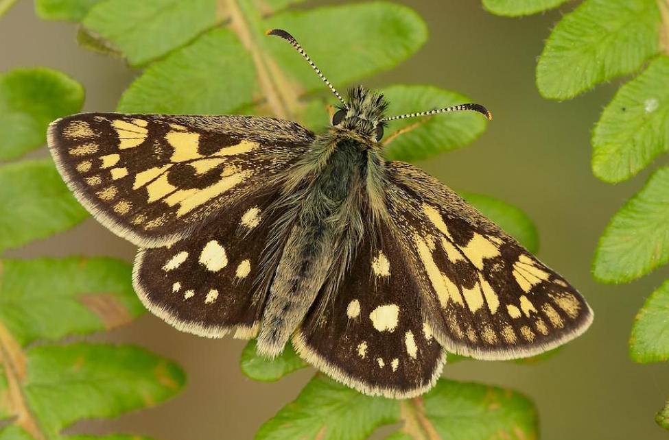 12. Back home, our chequered skippers thrive between shade & light; flickering between sunlit wet grassland & shaded woodland, requiring water trapped in the soil to grow its moisture-loving grasses. Described as a species of ‘rides’, who created those rides in the first place?