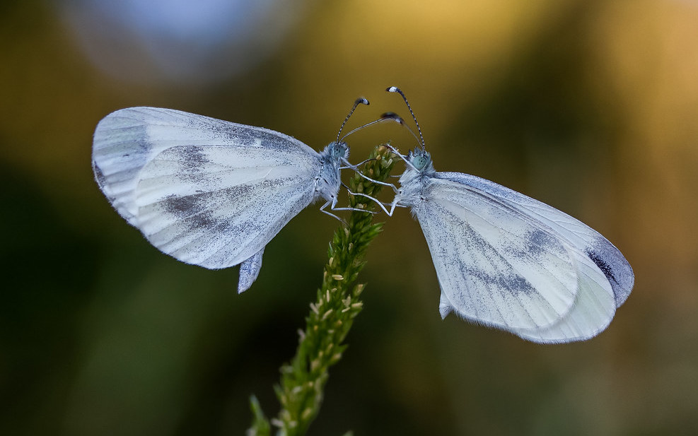 13. Wood whites flit like little ghosts through tall, damp herb-lands at the woodland edge. Such butterflies have habitats so strange and complex that perhaps beavers & their actions may best explain this species' evolution in the first place.