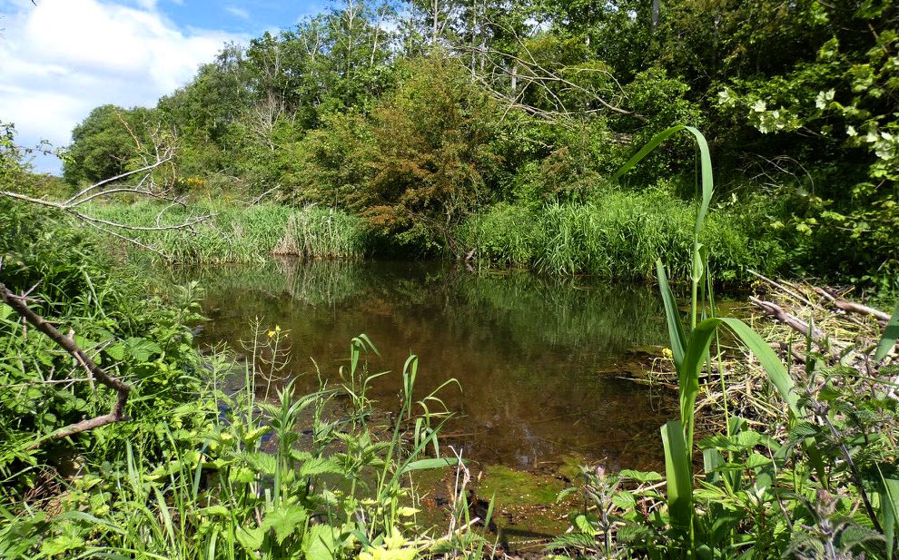 14. In a 12-year study conducted on the now imperilled beavers of Tayside, in Scotland, it was found that plant species diversity grew 50% higher around beaver ponds than elsewhere. The fine-scale woodland & wet meadows beavers create are almost impossible to replicate.