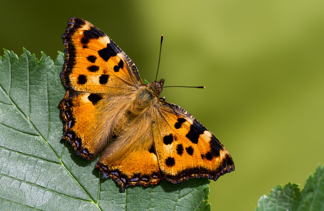 15. Just as beavers will supercharge birdlife wherever they swim free, so too will British beavers bring butterflies back into our lives. And that, on a rainy day in a time of national crisis, is surely a nice thought for us all.