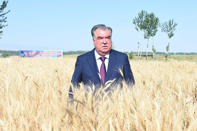 Post-soviet leaders in fields of wheat, A Series. Part 1: belarus, turkmenistan, tajikistan, azerbaijan