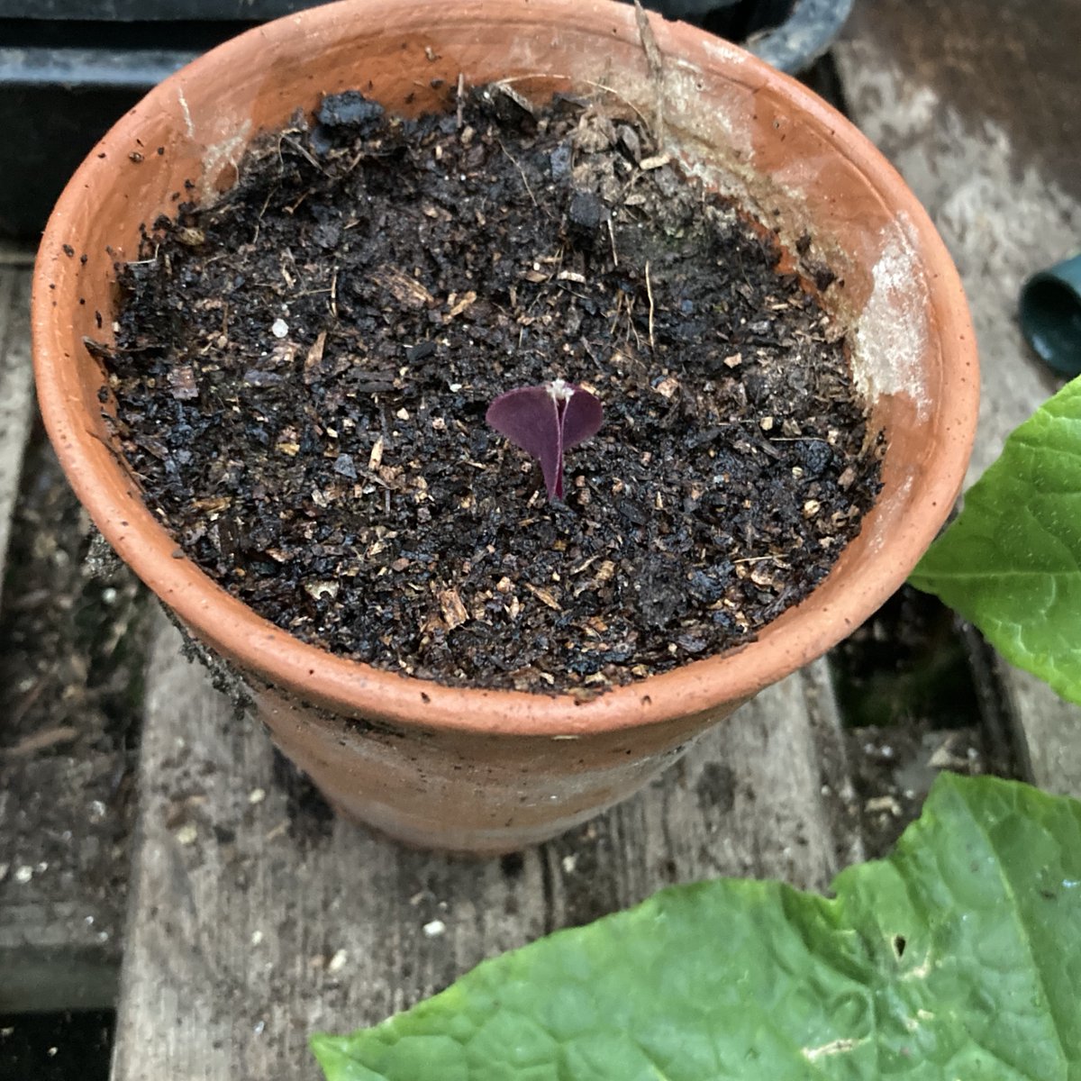 Huge excitement in the greenhouse: first emergence of the Oxalis triangularis 'Atropurpurea' from <a href="/specialplants/">Derry Watkins</a> which I planted on 12 June.  #chooselandscape