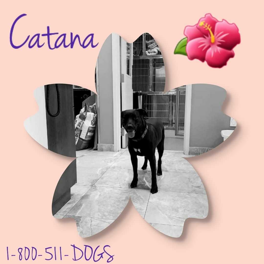 EvergladesDogs's tweet photo. Angel Dog™️ Catana is a sweet girl who is still a little fearful upon meeting new people although she is very dog friendly and would love to go to a furever home one day soon who has a bff waiting for her! This sweet girl is why donations are a big part of our rescue as we are.. https://t.co/TloEjGHJEW
