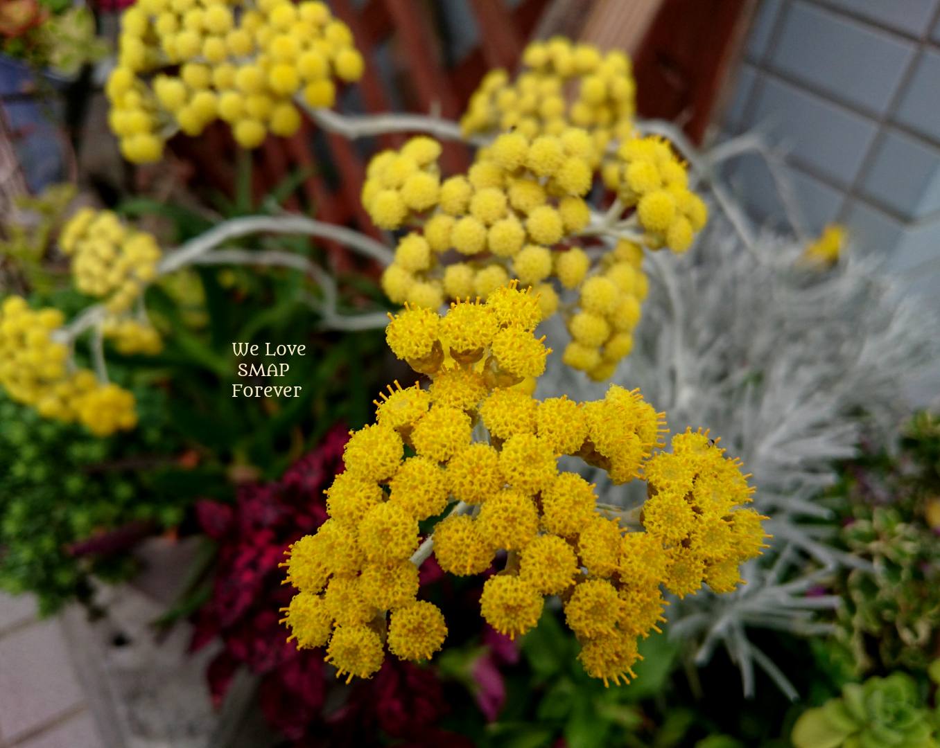 Mimi V みみ フォロバお休み ヘリクリサム エバーラスティング シルバーリーフ 花言葉 永遠の思い出 記憶 不滅の花 黄金の輝き まんま Smap We Love Smap Forever 私の 世界に一つだけの花 花好きな人と繋がりたい 写真好きな人と