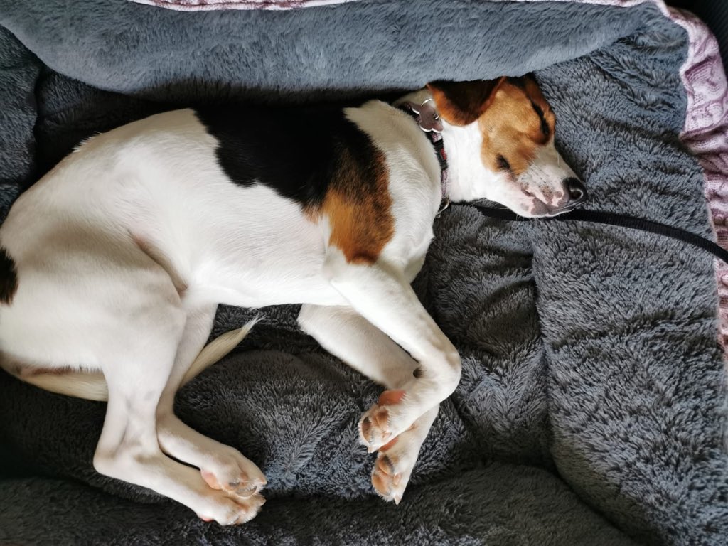 Sleepy after level two Zoom classes #zoomclasses #dogslife #beaglesoftwitter #twitterbeagles #dogtraining #dogclasses #learningtobethebest