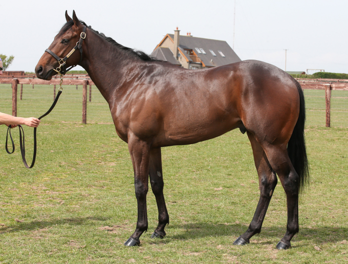 WhitsburyManor's tweet photo. Colt by ADAAY sells for £80,000 @GoffsUK
consigned by @longwaystables
purchased by @JakeJWarren
Turning a nice profit after an impressive breeze having been purchased for E40,000 as a yearling.
#AdaayToRemember https://t.co/t7ehWFrXht