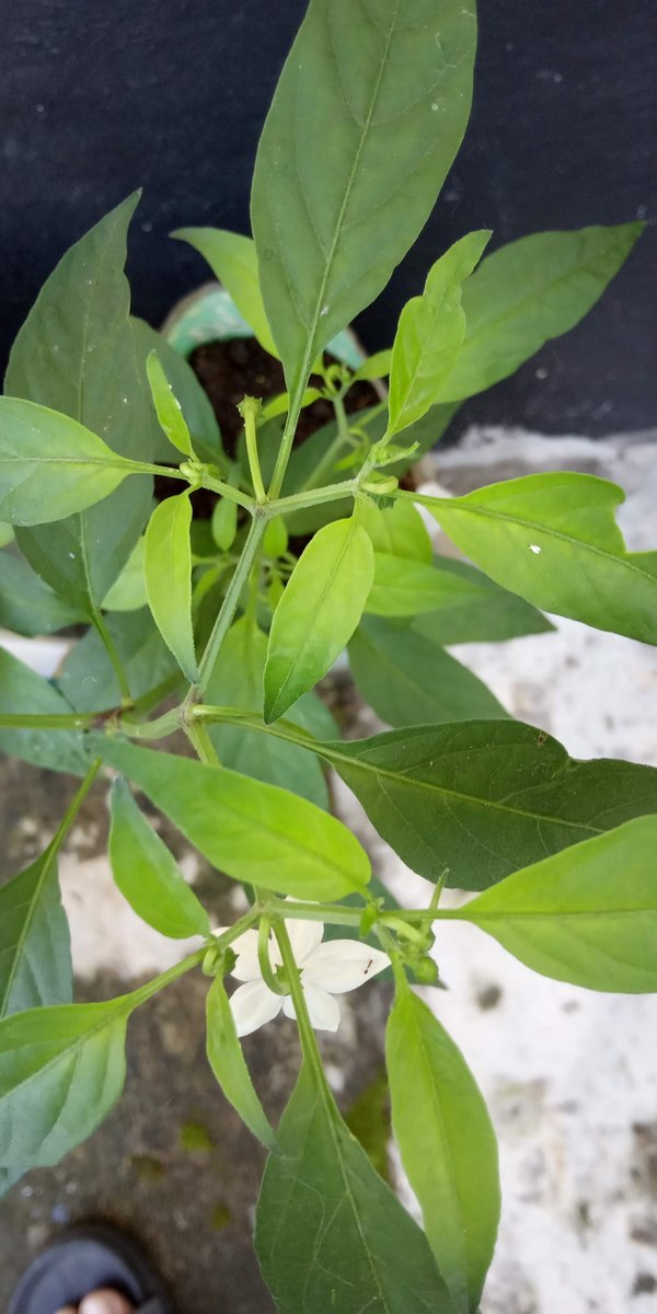 GojekMilangKori's tweet image. Di halaman rumah yang semuanya sudah bersemen. Mencoba #menanam sedikit sayuran, ikut latah #berkebun di #lahansempit