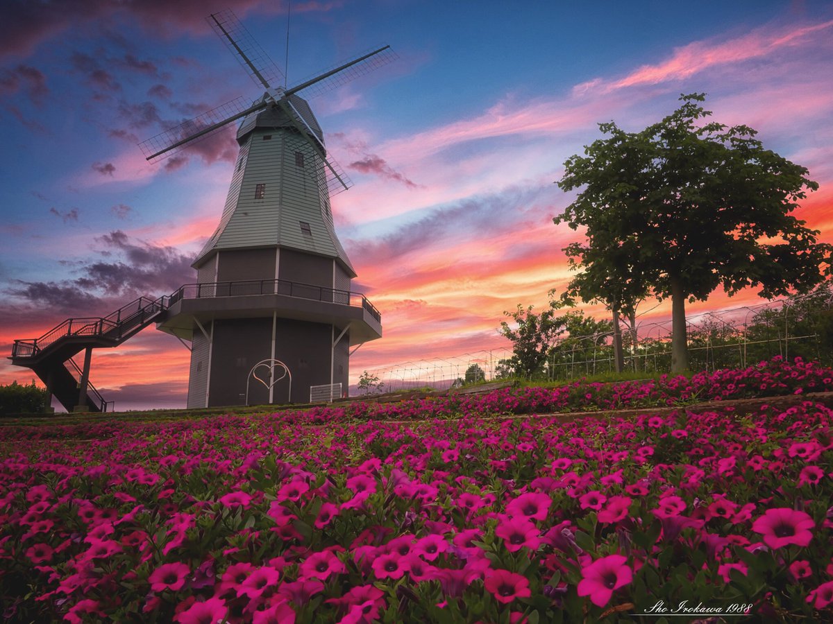 Sho Irokawa 茨城県 土浦市 霞ヶ浦総合公園 風車の下の花壇にはカリブラコアが咲き誇ってました こちらも写真に魔法をかけてドラマチックに仕上げました 1枚目は縦構図 2枚目は横構図 自分的には縦構図の方が好みかな 東京カメラ部 Pashadelic 風車
