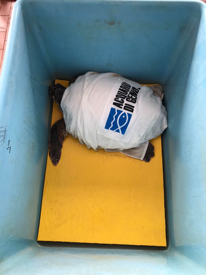 genovamorethanthis tweet media