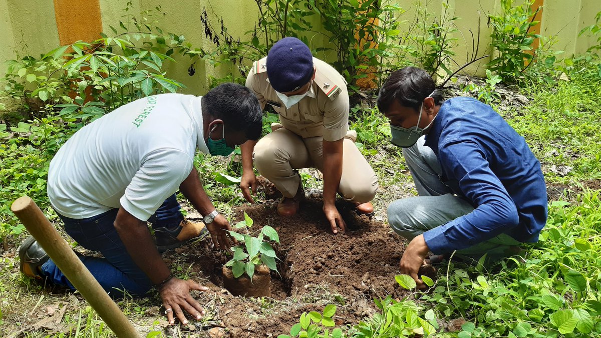DSCDharampur's tweet photo. #SaplingPlantation @DSCDharampur a unit of @ncsmgoi @MinOfCultureGoI in collaboration with #Rangeforestoffice #Dharampur #Valsad on 01.07.2020 as a part of #SankalpParva #संकल्पपर्व #Bargad, #Awla , #Pepal , #Ashok, & #Bel planted by Hiren Patel, RFO, Dharampur and Team. https://t.co/wxJ7IGL8eE