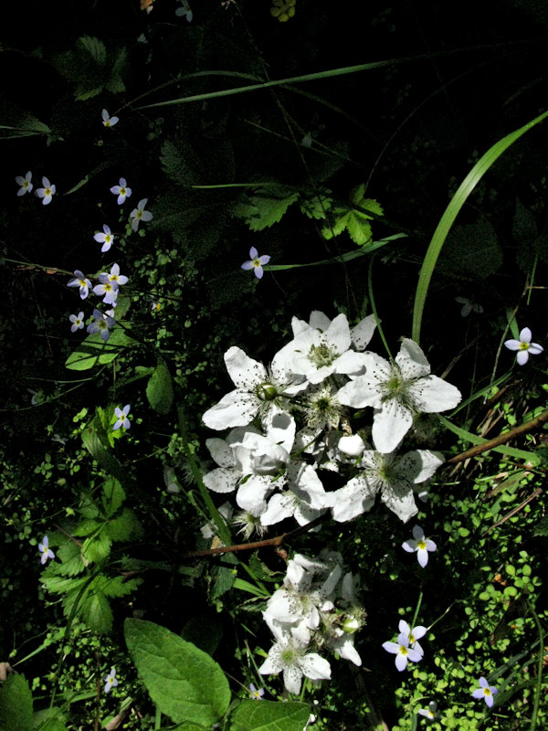 AndiFerguson1's tweet photo. #PhotoOfTheDay. This week's memory trip is more from June 2009 in #GreatSmokyMountainsNP because I wanted to showcase its amazing trailsful of #flowers (which needed 2 tweets).
#CatawbaRhododendron, #Columbine, #Blackberry & #Bluet, #FirePink
More in next tweet β¬οΈ https://t.co/ZazpFwCSO7