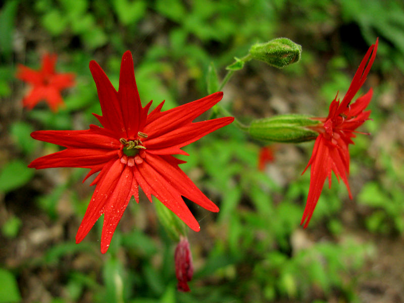 AndiFerguson1's tweet photo. #PhotoOfTheDay. This week's memory trip is more from June 2009 in #GreatSmokyMountainsNP because I wanted to showcase its amazing trailsful of #flowers (which needed 2 tweets).
#CatawbaRhododendron, #Columbine, #Blackberry & #Bluet, #FirePink
More in next tweet β¬οΈ https://t.co/ZazpFwCSO7