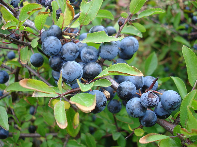 If theft isn't your thing, how about this one? Find a sloe bush and bite off part of a growing sloe, leaving the part with the stone in it still attached to the bush. Rub the wart with the bitten off piece, then throw it over your head or shoulder. (Image: Martin Olsson)