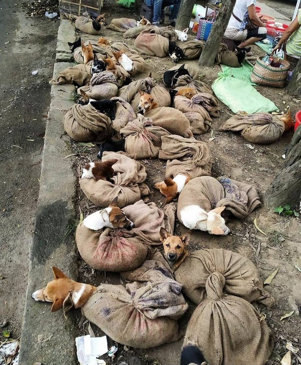 TANUJ GARG (@tanuj_garg) on Twitter photo Beyond appalled at this barbaric and horrific treatment of dogs being transported for human consumption in #Nagaland. THIS MUST STOP!
<a href="/CmoNagaland/">CMO Nagaland</a> <a href="/Neiphiu_Rio/">Neiphiu Rio</a> <a href="/DGP_Nagaland/">NagalandPolice</a>
@Mygovnagaland
<a href="/Manekagandhibjp/">Maneka Sanjay Gandhi</a>
#DogMeatTrade Beyond appalled at this barbaric and horrific treatment of dogs being transported for human consumption in #Nagaland. THIS MUST STOP!
<a href="/CmoNagaland/">CMO Nagaland</a> <a href="/Neiphiu_Rio/">Neiphiu Rio</a> <a href="/DGP_Nagaland/">NagalandPolice</a>
@Mygovnagaland
<a href="/Manekagandhibjp/">Maneka Sanjay Gandhi</a>
#DogMeatTrade