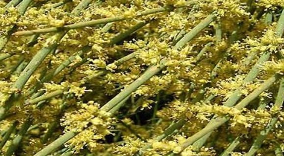 2)Somras is said to be an Alcohol.Here also it is Wrong, Somras is not an Alcohol, Its an Ayurvedic HerbPlease read https://twitter.com/Anshulspiritual/status/1060852220671987713?s=192/7